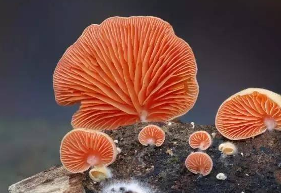 校園文化的主流與非主流之分簡(jiǎn)述！